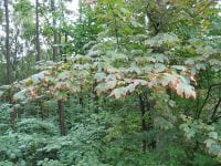 Birketræer, ahorn og andre træer begynder allerede nu at få efterårsfarver. Mange træer får brune kanter på bladene som reaktion på tørken. Fortsætter tørken kan egetræerne smide kviste og hele grene. Foto: Iben M. Thomsen