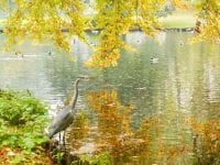 Skønne efterårsbilleder fra Roskilde