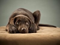 Puppy blocking its ears and looking up