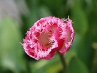 Sprøde, friske, farverige og fantastiske tulipaner