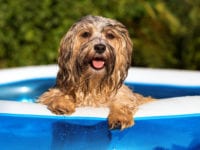 Happy wet havanese dog relies on the edge of an inflatable outdoor pool in a hot summer afternoon