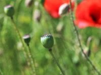 Nogle blomster er smukkest oplukkede