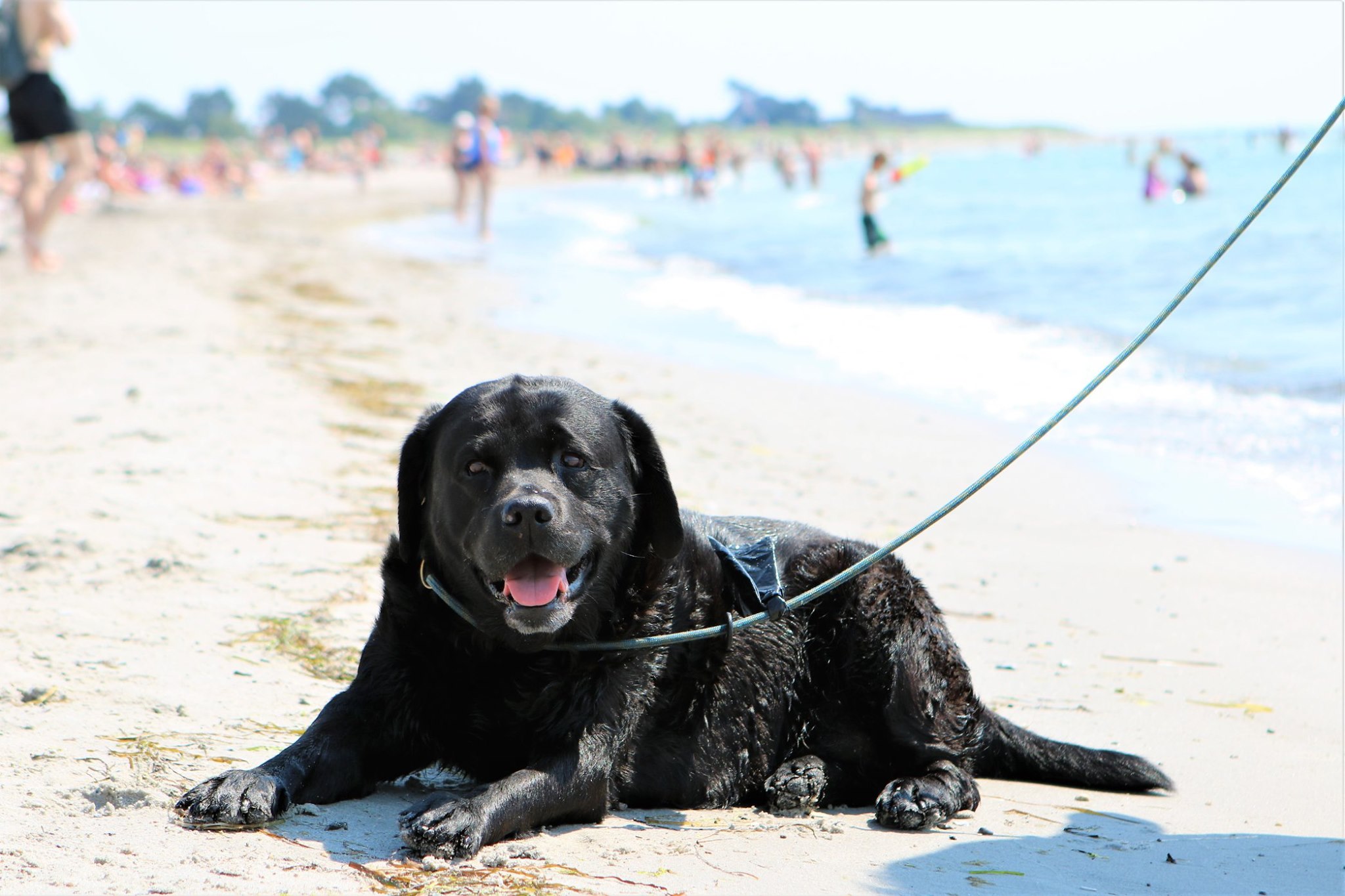 1. må hunden løs stranden Dit Roskilde