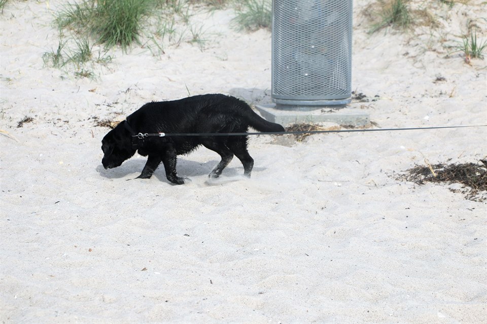 marts Nat sted Kælder 1. april skal hunden i snor på stranden | Dit Roskilde
