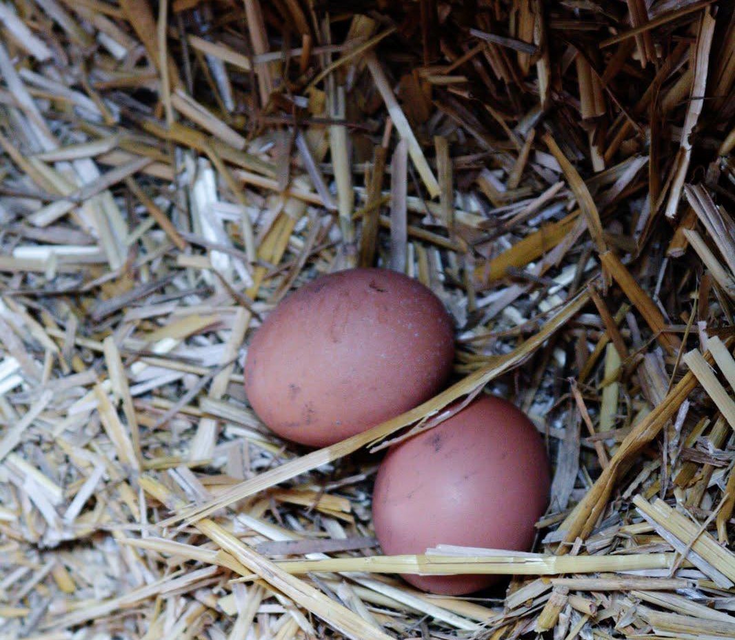 Økologiske æg er testet fri for PFAS i sundhedsskadelige niveauer