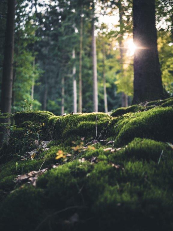 Ved Ledreborg har man opdaget skovens helende effekt