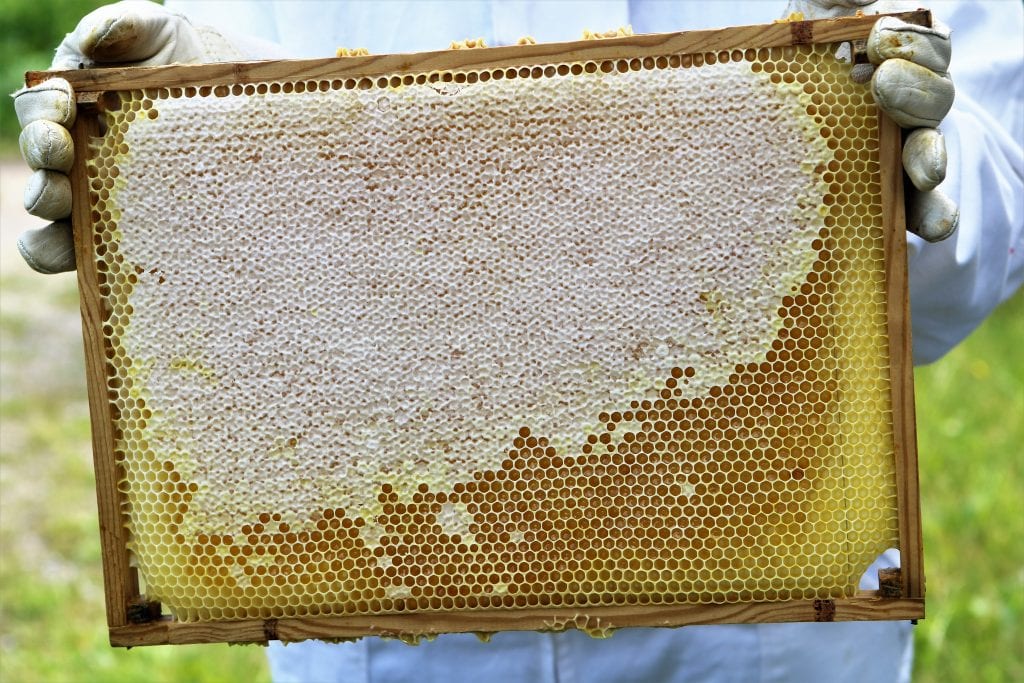 Klap en bi. Mød søde bier. Lav jeres egen honning og hyg med pandekager