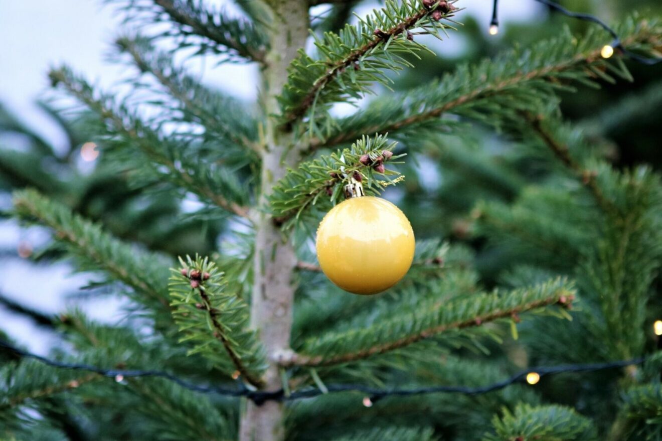 Køb dit juletræ og støt FDF Roskilde