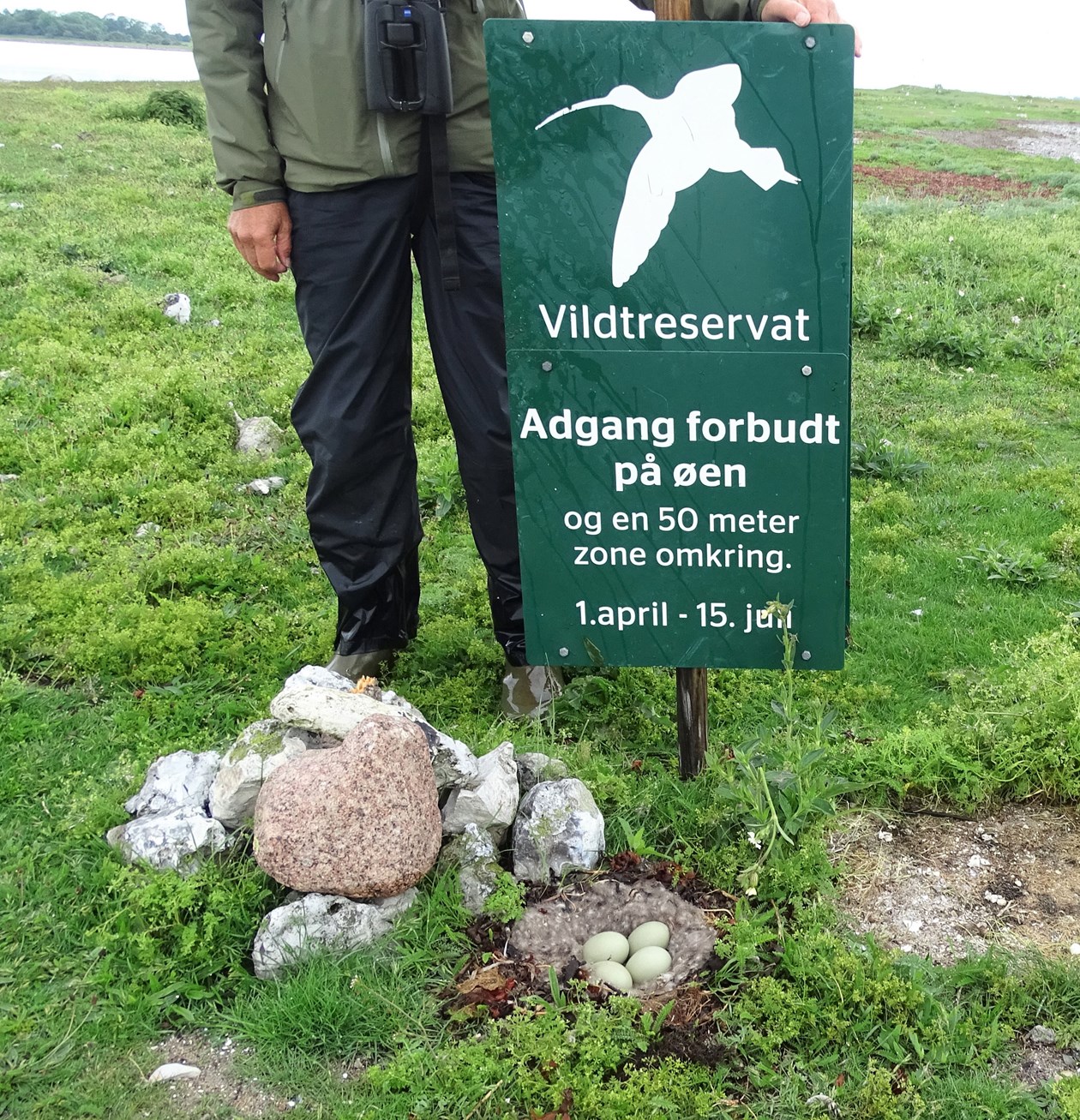 Nu er det yngletid på Roskilde Fjord